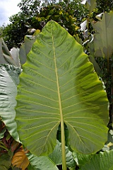 0070 Cairns Tropical Zoo